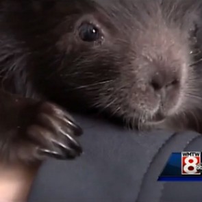 Грибник сделал кесарево сечение погибшему на шоссе дикобразу