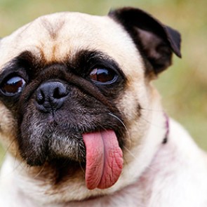 В Екатеринбурге установят памятник испражняющейся собаке