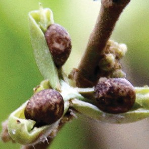 Биологи нашли поедающее металл растение