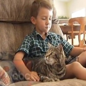 В США кошка спасла ребенка от нападения пса