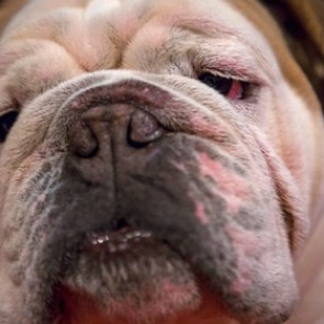 Французские бульдоги наелись таблеток и вызвали врачей