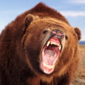 Начальник райотдела полиции в Хакасии застрелил вышедшего к людям медведя