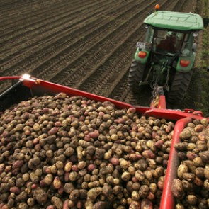 Россия запретила импорт картофеля с Украины