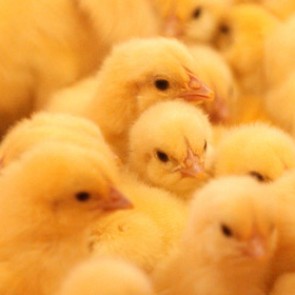 Ученые объяснили возникновение эпидемий птичьего гриппа