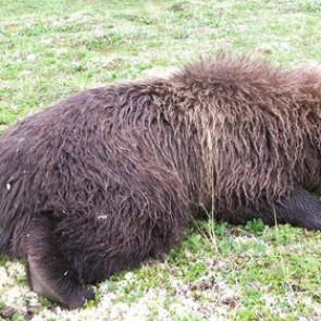 Медведь напал на полицейский патруль