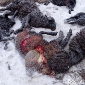 Жители Липецкой области заявили о поимке чупакабры