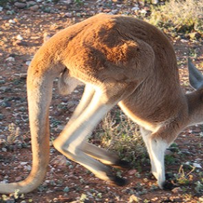 Хвост кенгуру признали ногой