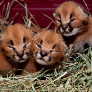 В Москве задержали подозреваемых в краже кота стоимостью 400 тысяч рублей