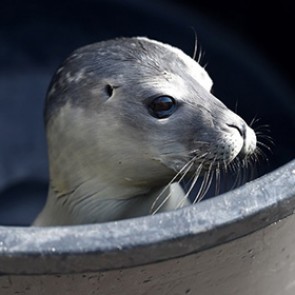 На автостоянке в Уэльсе нашли детеныша тюленя