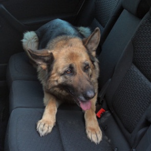 При перестрелке в США собака спасла ребенку жизнь