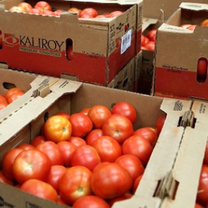 Россельхознадзор отказался пускать египетские томаты