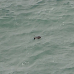 Гидролокаторы нашли корпус самолета AirAsia на дне моря