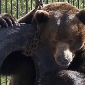 В томском кафе медведь напал на женщину