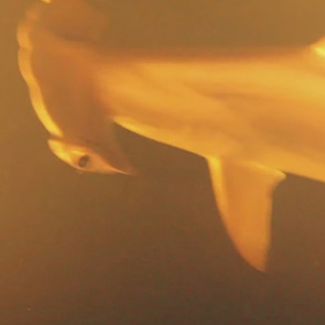 В кратере действующего вулкана нашли живых акул