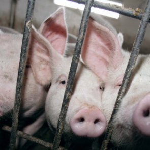 Россельхознадзор подумает о запрете ввоза украинской свинины