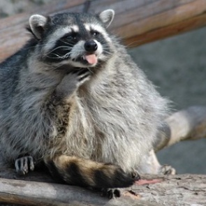 В украинской армии енотов обучат саперному делу