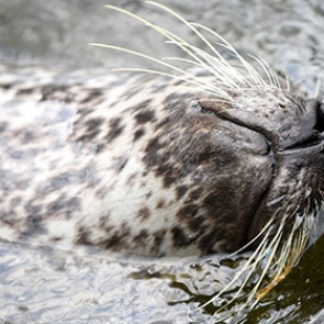 У тюленей нашли уникальные усы-синусоиды