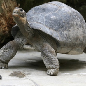 На Галапагосских островах обнаружили новый вид гигантской черепахи