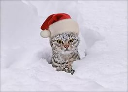 Нас ждет теплая неделя