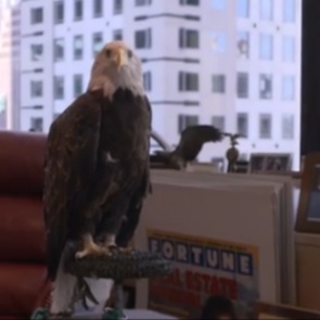 На Дональда Трампа напал орел по кличке Дядя Сэм