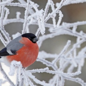 Новый год в Ачинске начнется с морозов