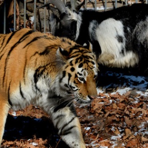 В интернете стартовало реалити-шоу о жизни тигра Амура и козла Тимура