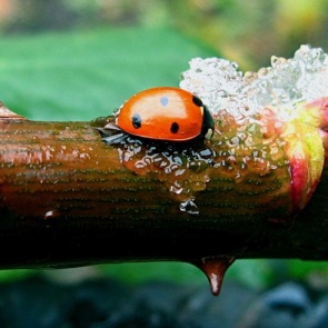 Эта неделя будет по-весеннему теплая