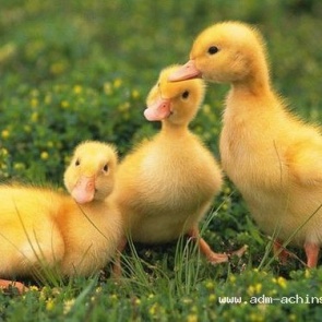 В Ачинске «птичий рынок» расположился в 7Б квартале