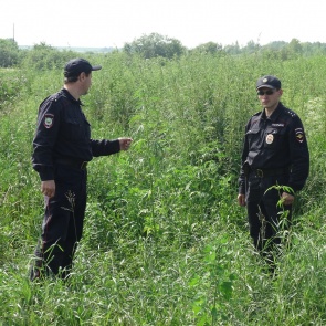 Стражи порядка и главы сельсоветов Ачинского района провели мероприятия по уничтожению конопли