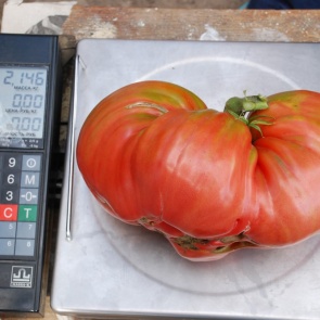 Ачинцев приглашают принять участие в краевом празднике «День Минусинского помидора»