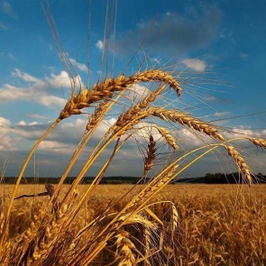 Ачинцев ждет теплая неделя