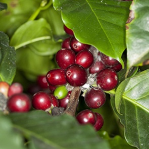 Спрогнозированы сроки полного исчезновения кофе на Земле