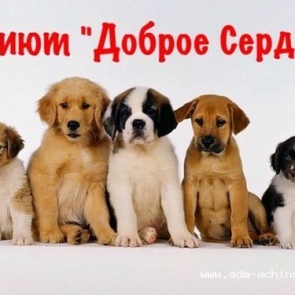 Добровольцев приглашают вступить в «Отряды Доброго сердца»