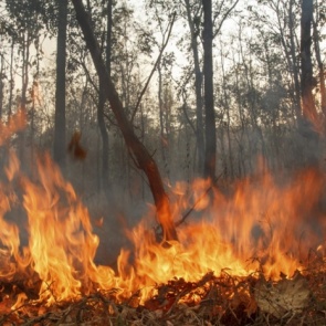 Рослесхоз будет искусственно вызывать дожди для борьбы с лесными пожарами