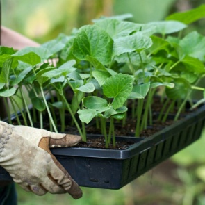 Ачинские садоводы могут рассчитывать на поддержку