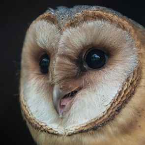 Любящая пугать людей призрачная сова поселилась в зоопарке Красноярска