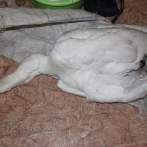 В Красноярском крае незаконно убили белого лебедя