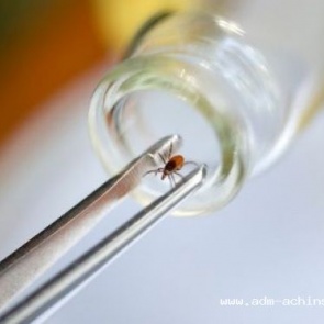 О заболеваемости инфекциями, передающимися клещами за период с 5 по 11 июля 2017 года