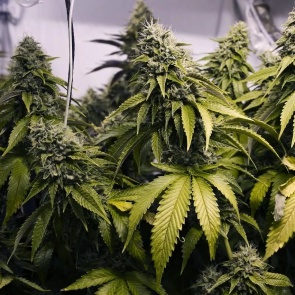 В Ачинске стражами порядка пресечен факт незаконного оборота марихуаны в крупном размере