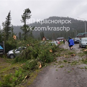 В природном парке «Ергаки» кедр упал на автомобили туристов