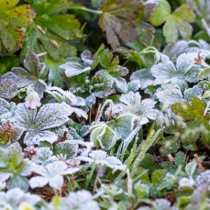 Заморозки до –3 градусов приходят в Ачинск