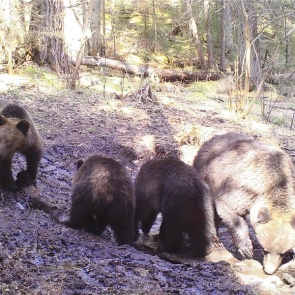 Сезонность на «Столбах»: таблички «Осторожно, клещи» заменили на «Осторожно, медведи»