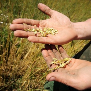 Начинающим фермерам края дадут гранты