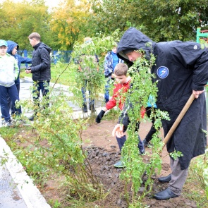 В Ачинске продолжается высадка молодых деревьев и кустарников