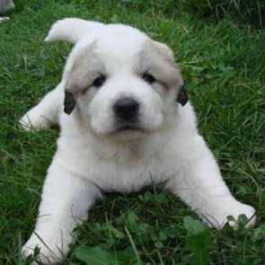 О правилах выгула домашних животных