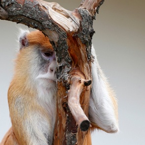 Обезьяны оторвали ухо и несколько пальцев работнику зоопарка под Харьковом