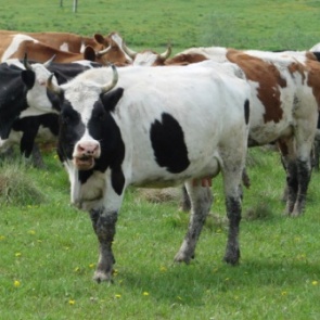 В Козульке пассажирский поезд сбил корову