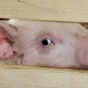 Под Красноярском собираются сжечь 1200 свиней из-за африканской чумы