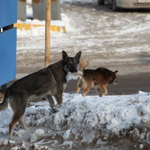 Администрация города: отстрел бродячих собак запрещен