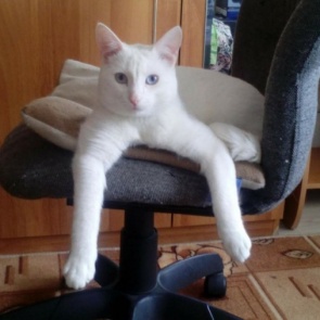 Половина красноярцев хочет завести на работе котика для борьбы со стрессом